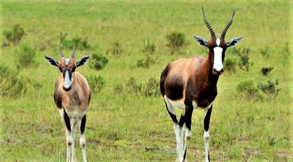 Garden Route Springbok on South Africa Safari Holiday