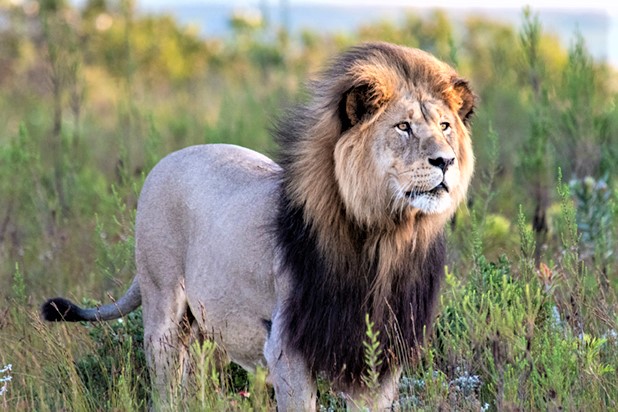 Lion on garden Route African Safari Holiday