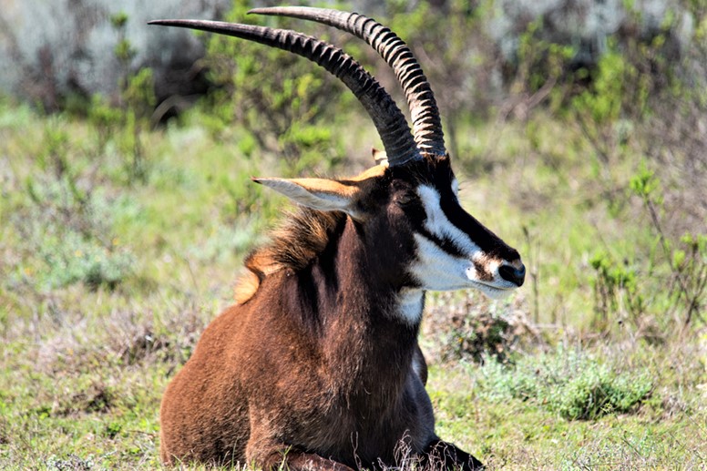 Antelope in South Africa Safari Holiday