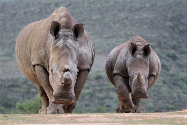 Black Rhinos on Garden Route Safari Holiday