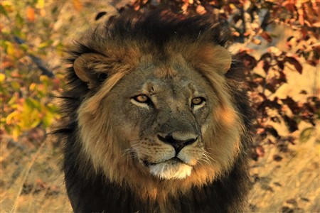 Lion at Hwange national park Zimbabwe Safari Holiday