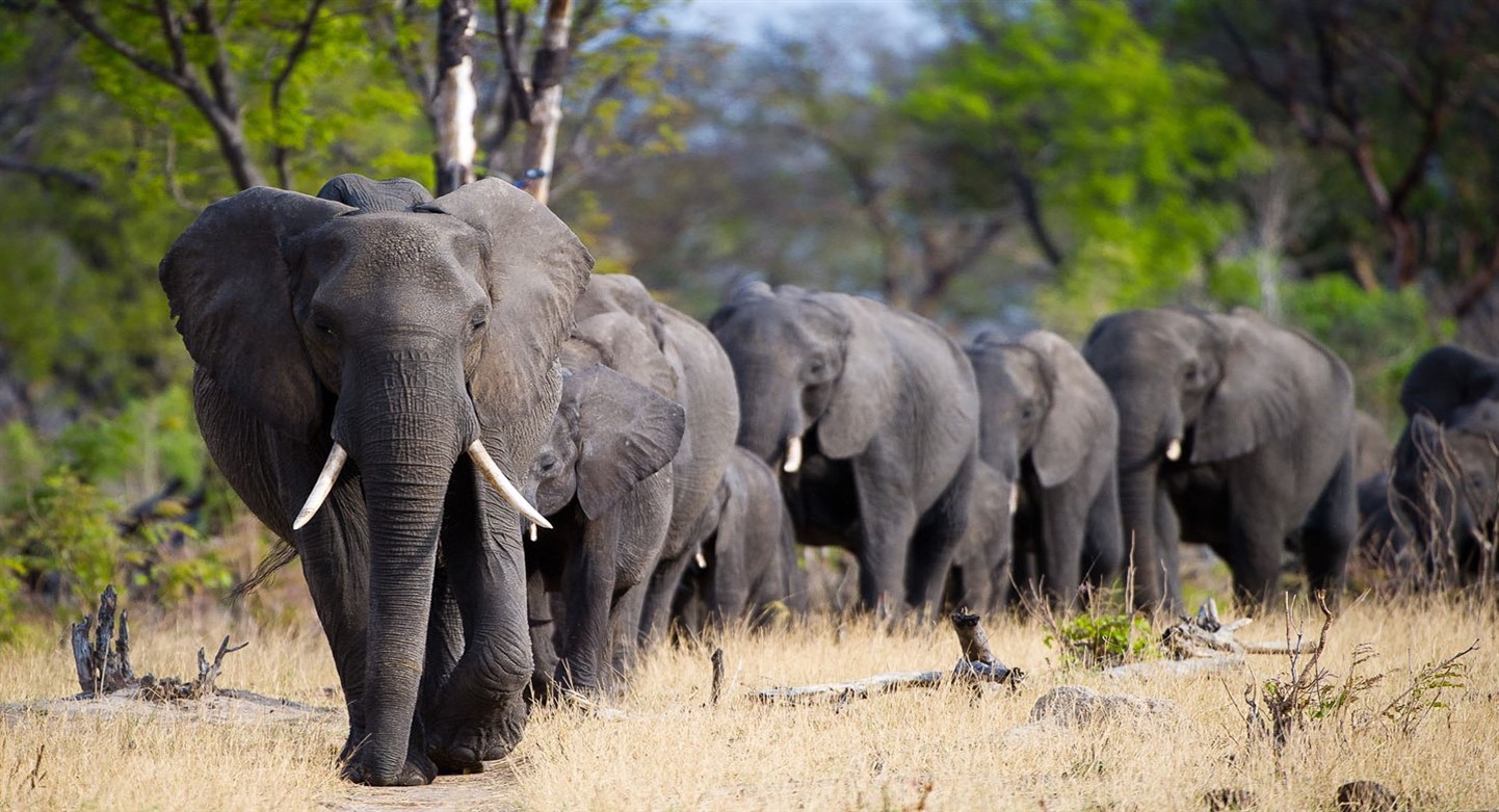 hwange national park zimbabwe safari holiday
