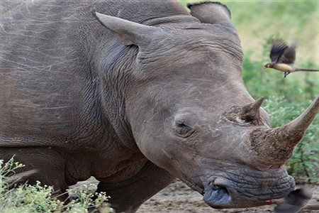 rhino Kruger National Park Safari Holiday