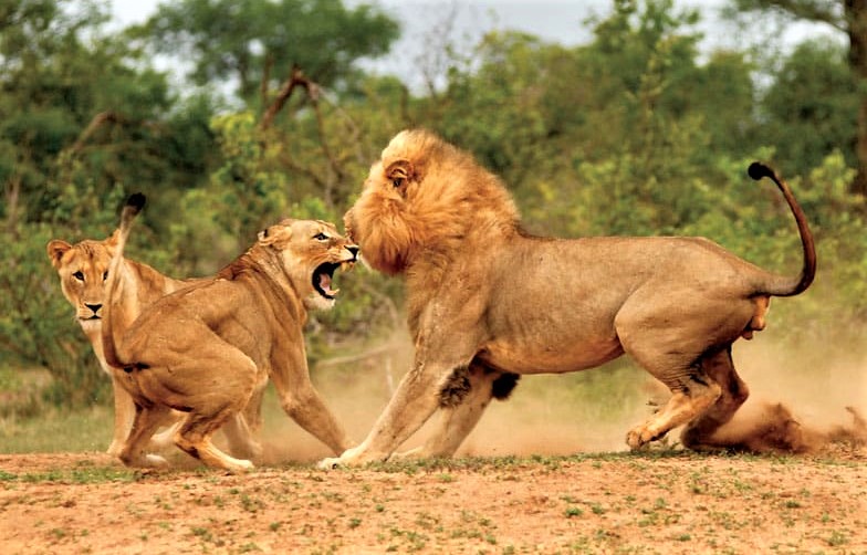 Lions Fighting at Kruger National Park Safari Destination South Africa