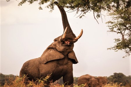 elephant eating away in the lower zambezi national Safari game park Holiday