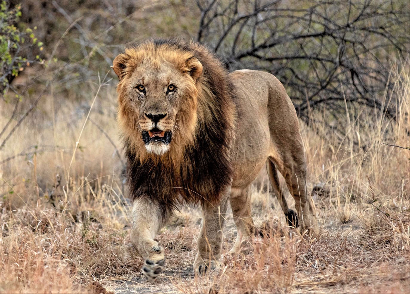 lions at madikwe Safari Holiday Destination South Africa