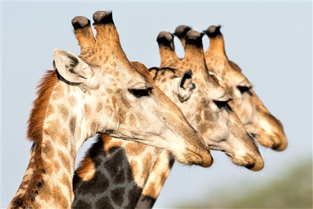 giraffes at malilangwe game park Zimbabwe Safari Holiday