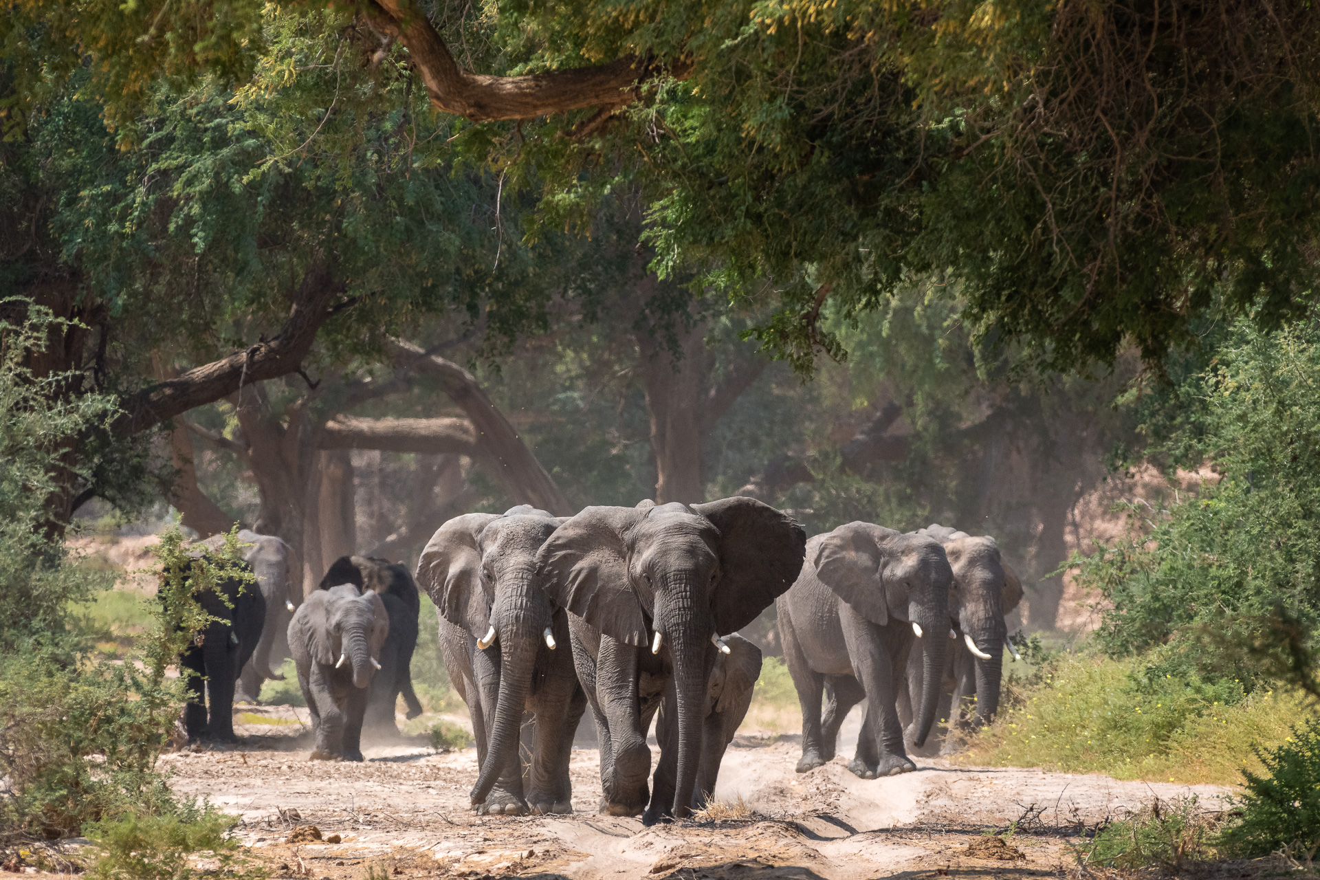 Elephants on Damaraland Namibia Safari Destination