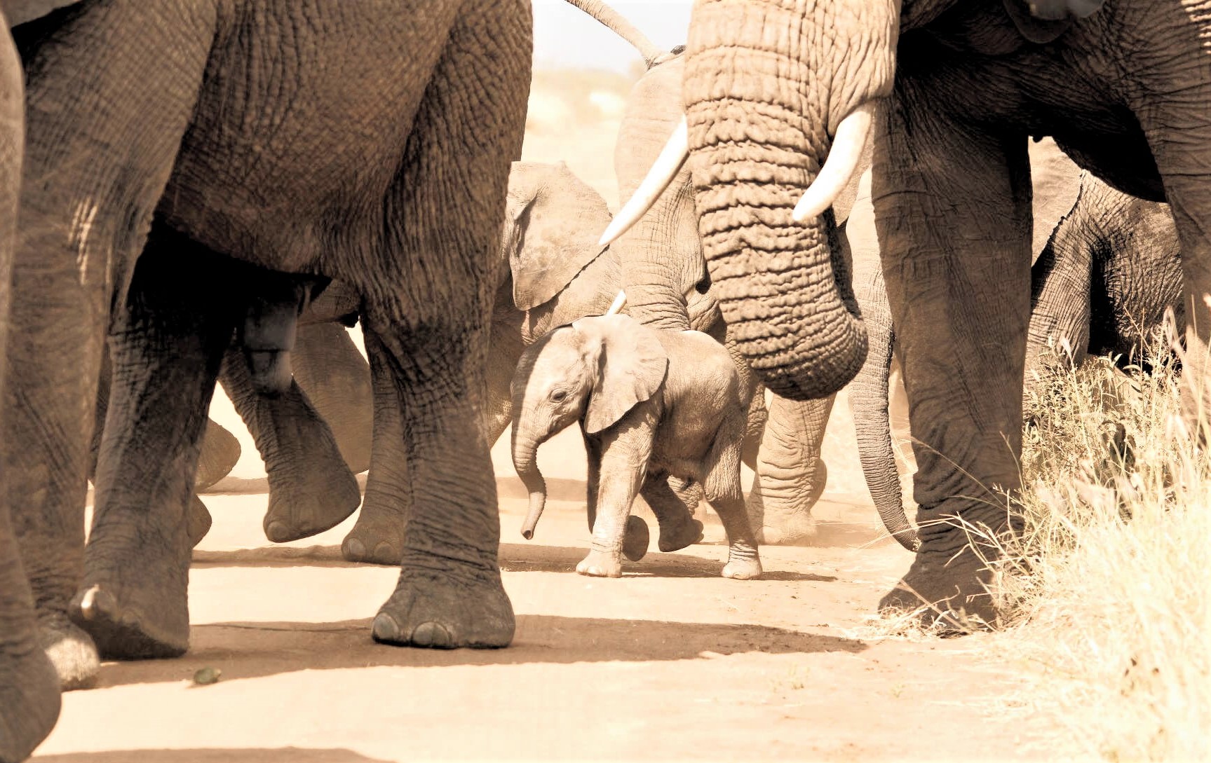 elephants - Pilanesberg Game Reserve South Africa Safari Holiday