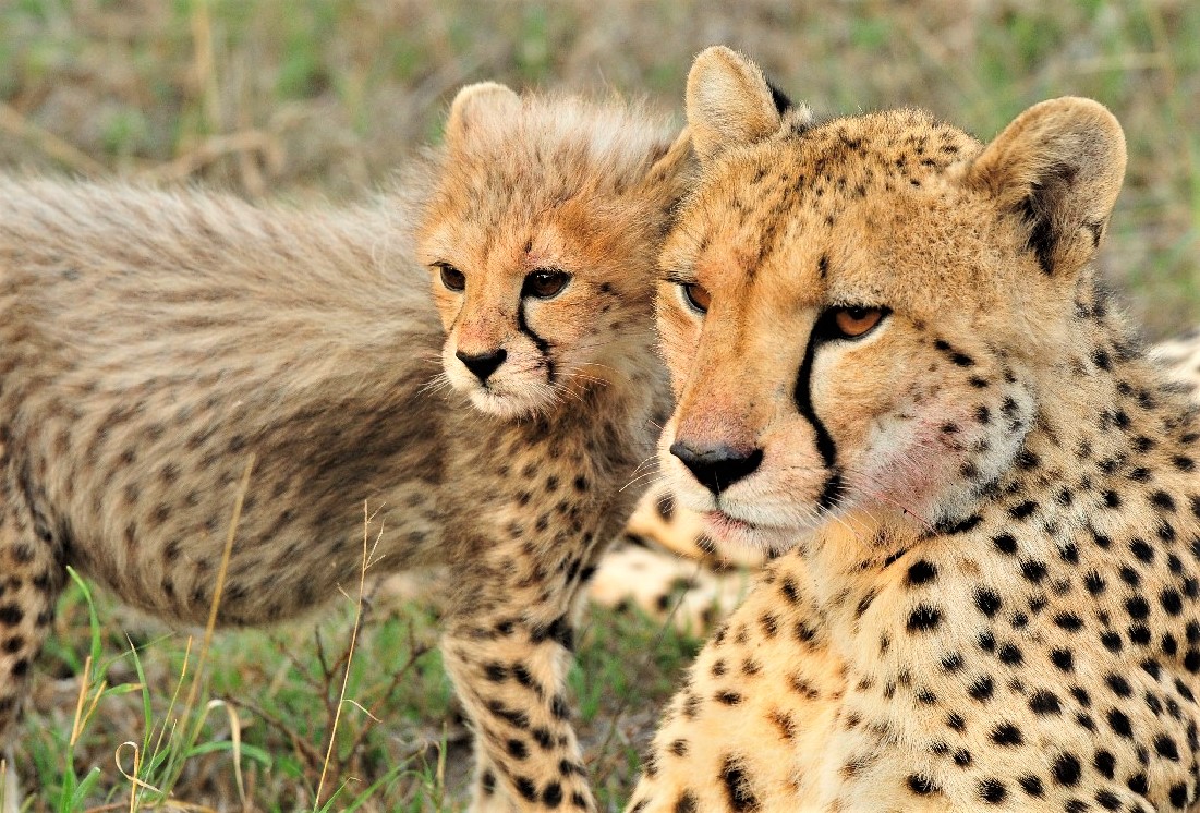 cheetah-sabi sands Safari Holiday South Africa