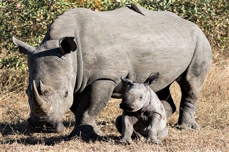 Rhino - sabi sands Africa Safari