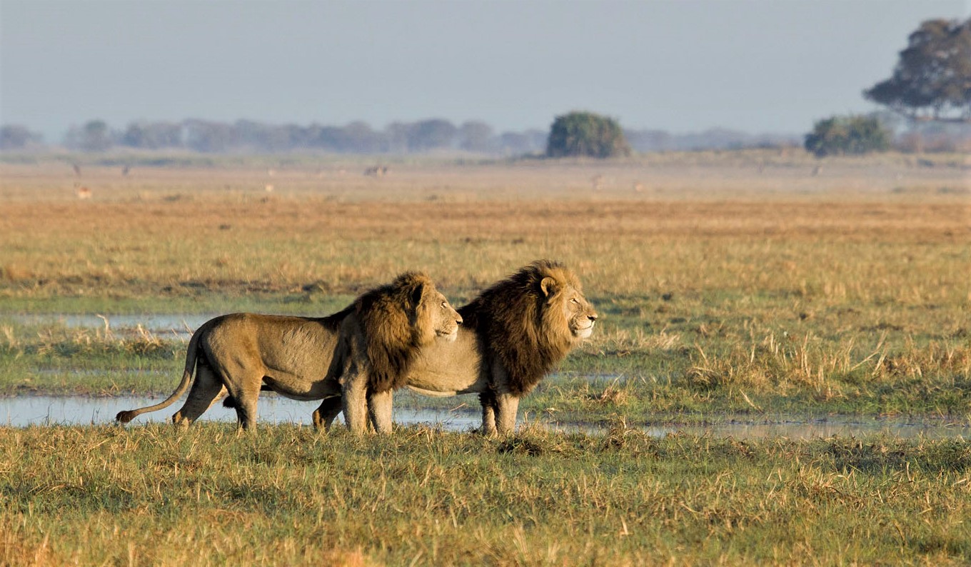 lions on Zambia Safari Holiday