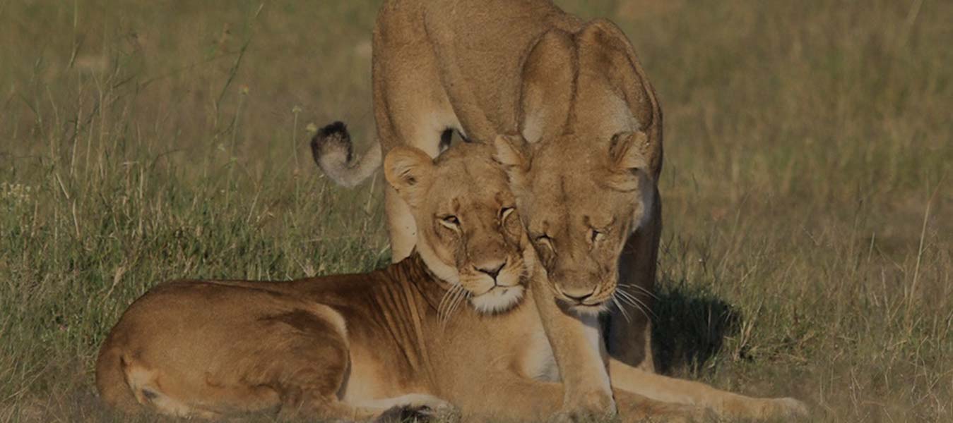 slide3-lioness-b